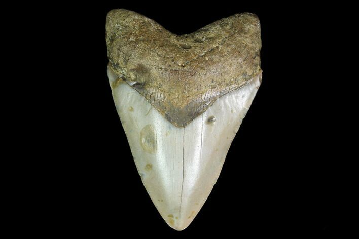 Fossil Megalodon Tooth - North Carolina #129959